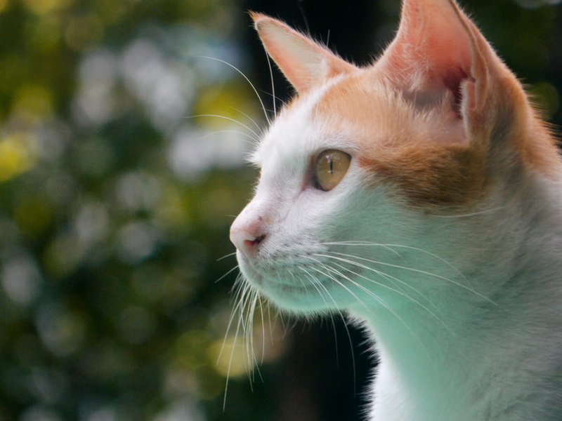no people, animal, looking, pets, whisker, blur, focus on foreground, staring, downy, animal body part, pet, animal head, furry, domestic animals, domestic cat