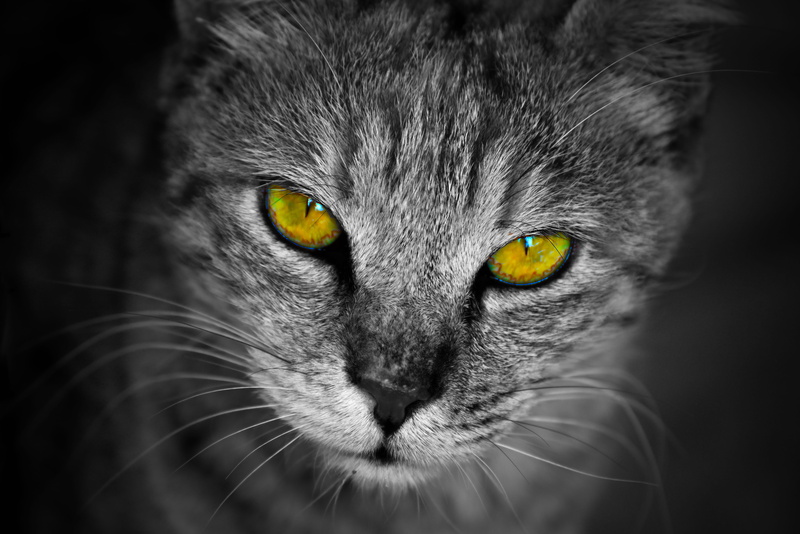 animal body part, staring, one, wildlife, indoors, whisker, domestic animals, downy, nature, looking, yellow eyes, look, animal themes, tabby, cat, mammal