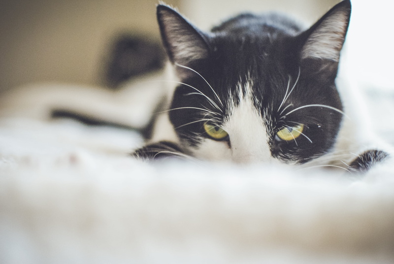 cat, looking, no people, feline, domestic, whisker, tuxedo, adorable, animal portrait, cats eyes, domestic animals, domestic cat, photography, close, animal