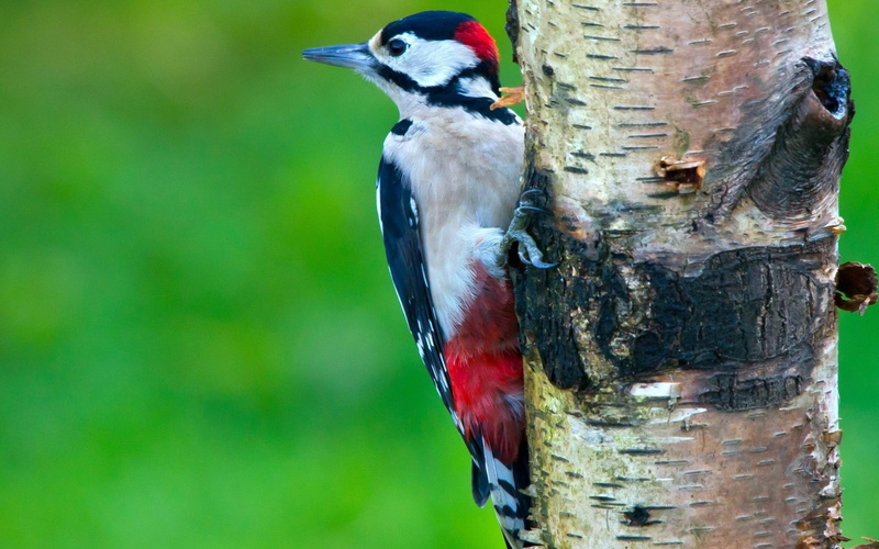 animal wildlife, plant, animals in the wild, trunk, outdoors, bird, vertebrate, one animal, wood - material, nature, perching, no people, focus on foreground