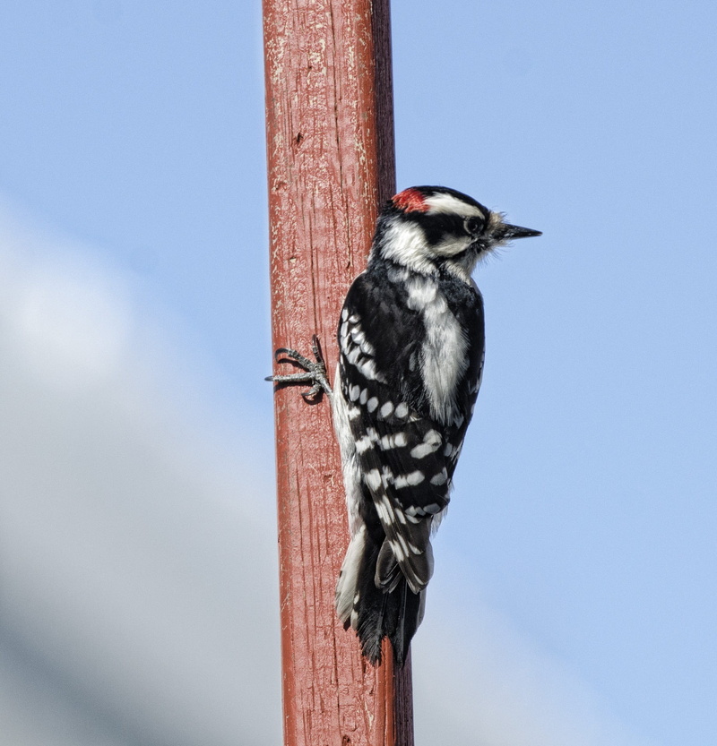 woody, wood - material, post, woodpecker, portrait, 1080P, day, one animal, perched, bird, tree, no people, close-up, wooden post, outdoors, looking, sky