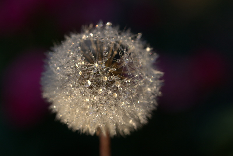 freshness, inflorescence, flora, fragility, dandelion seed, dandelion, flower, softness, blur, plant, vulnerability, macro, close-up, white color, focus
