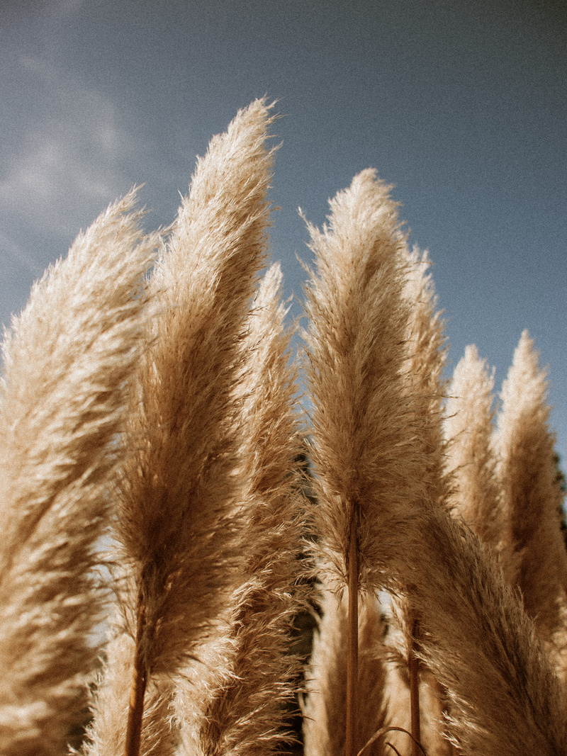 landscape, crop, land, agriculture, blue, freshness, heat - temperature, no people, nature, softness, cloud - sky, sky, focus on foreground, growth, outdoors