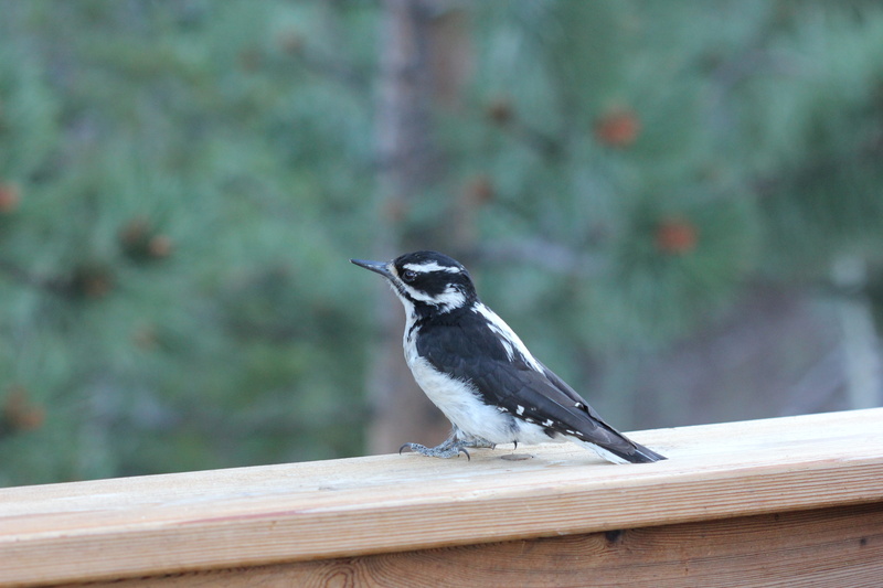 animal, wood - material, vertebrate, nature, full length, furry, downy woodpecker, 5K, outdoors, colorado, fuzzy, woodpecker, bird, no people, focus on foreground