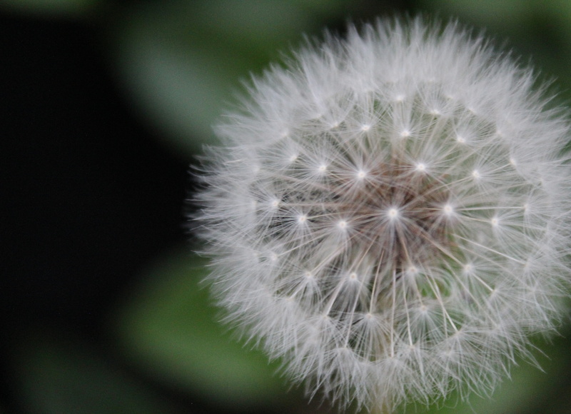 no people, dandelion seeds, macro, dandelion seed, uncultivated, flower head, fragility, white color, downy, 4K, growth, environment, freshness, close-up