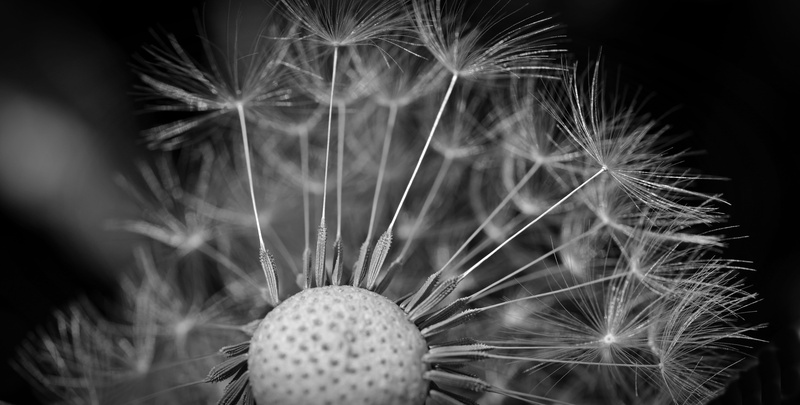monochrome, dandelion seed, close-up, 5K, macro, softness, beauty in nature, selective focus, freshness, nature, flora, dandelion, black, flower head