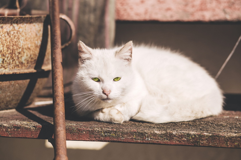 resting, pets, kitty, kitten, fur, domestic animals, near, mammal, short, domestic, rod, no people, pet, young, whisker, adorable, white color, looking at camera
