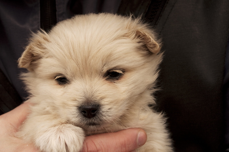 pet owner, cute, canine, looking, domestic, puppy, human body part, mammal, pet, pets, teenager, 4K, human hand, body part, fur, small, animal, downy