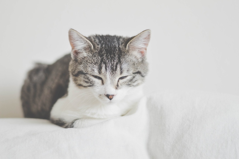 animal themes, hair, eyes closed, curiosity, domestic, white background, indoors, kitten, funny, 5K, pet, cute, silver, one animal, feline, sit, fur, eye