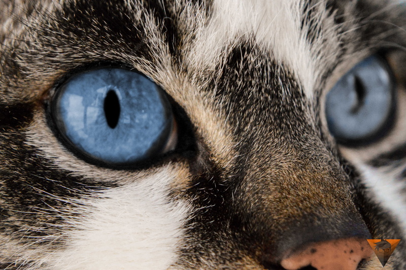 young, tabby, domestic animals, animal nose, pet, close, animal body part, 5K, portrait, focus, animal, no people, domestic, pets, animal eye, domestic cat