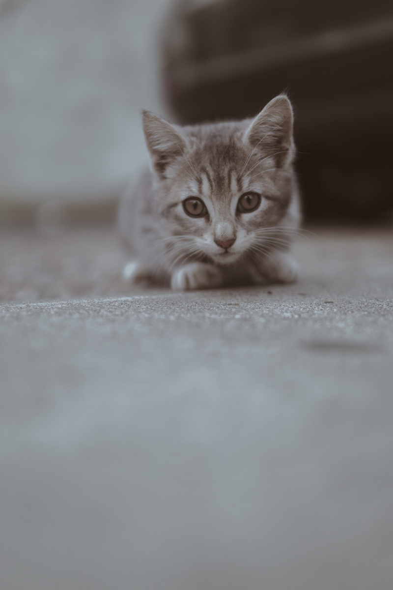 cat, little, whisker, photography, focus, pet, downy, furry, kitty, surface level, 5K, one animal, whiskers, eyes, adorable, domestic animals, pets, close-up