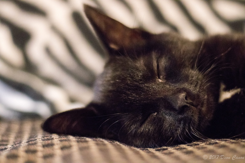 cat, animal body part, animal photography, selective, focus, animal, whisker, sleeping, feline, cozy, kitten, portrait, animal themes, family, animal mouth