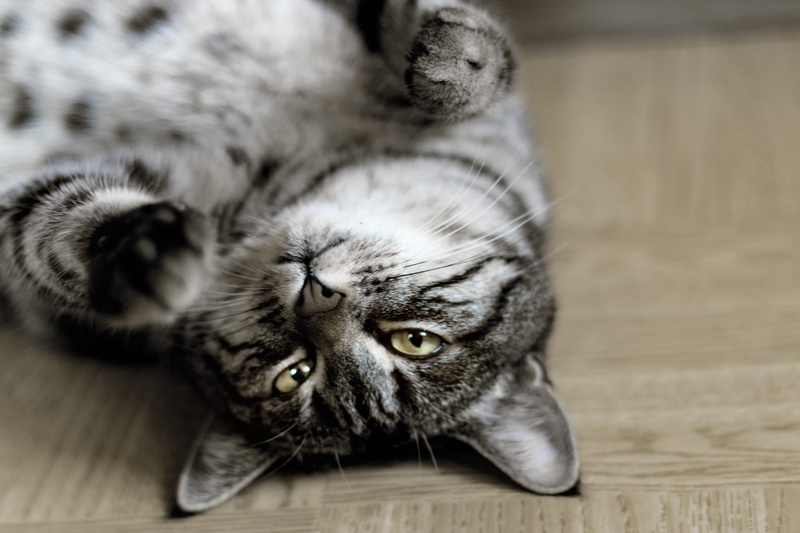 silver, pets, focus on foreground, tabby, relaxation, domestic cat, animal photography, animal portrait, floor, kitty, whisker, fur, cat, adorable, vertebrate