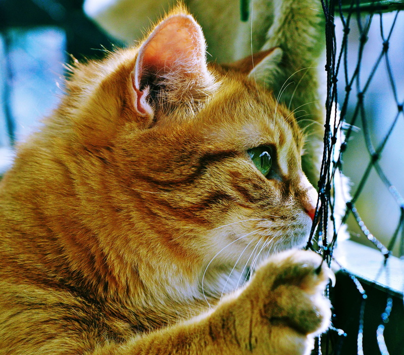 downy, nose, 4K, you, domestic cat, animal eye, feline, side view, furry, animal body part, adorable, kitty, focus, blur, looking, whisker, ginger cat