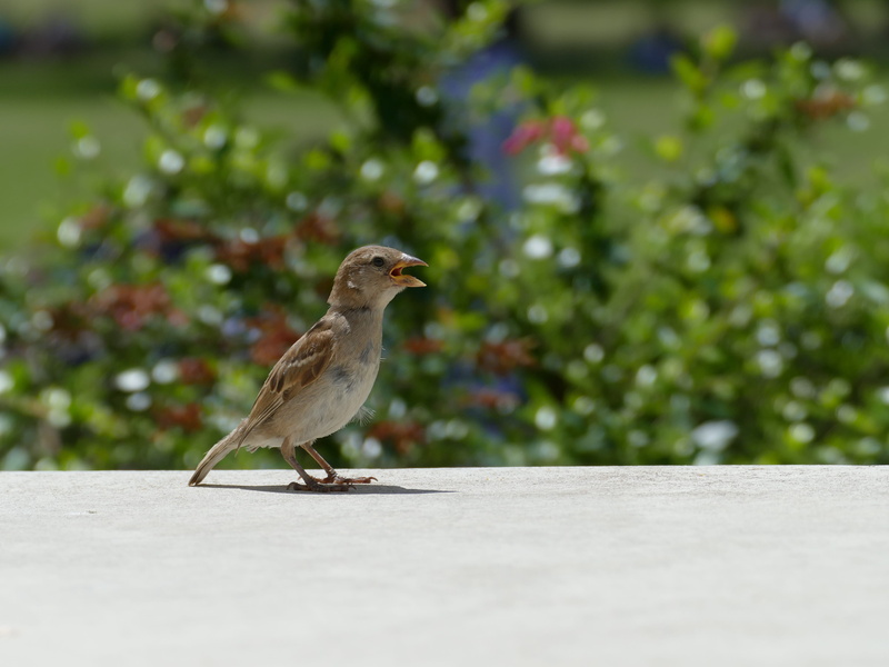 focus on foreground, lisbonne, no people, day, side view, sparrow, full length, nature, animal, vertebrate, mourning dove, one animal, 4K, selective focus