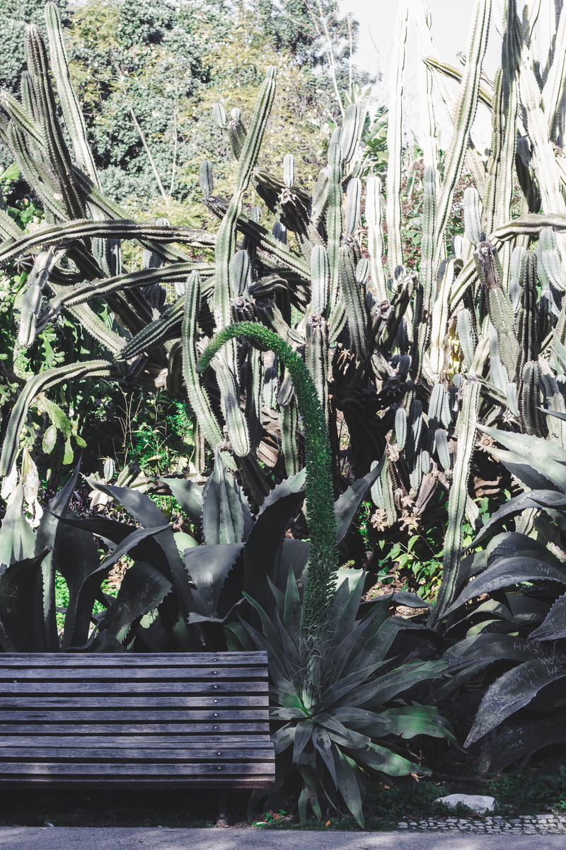 close-up, day, sunlight, rest, arbour, aloe, portugal, park bench, park, grass, field, wood - material, plant part, bench, tranquility, animal, flower