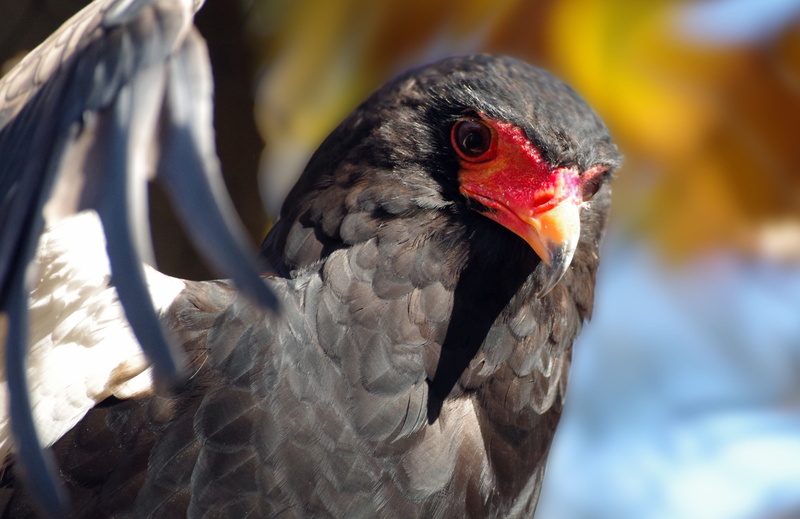 animals in the wild, outdoors, day, focus on foreground, animal, animal wildlife, jester, 4K, adler, bird, red, animal themes, no people, one animal, close-up