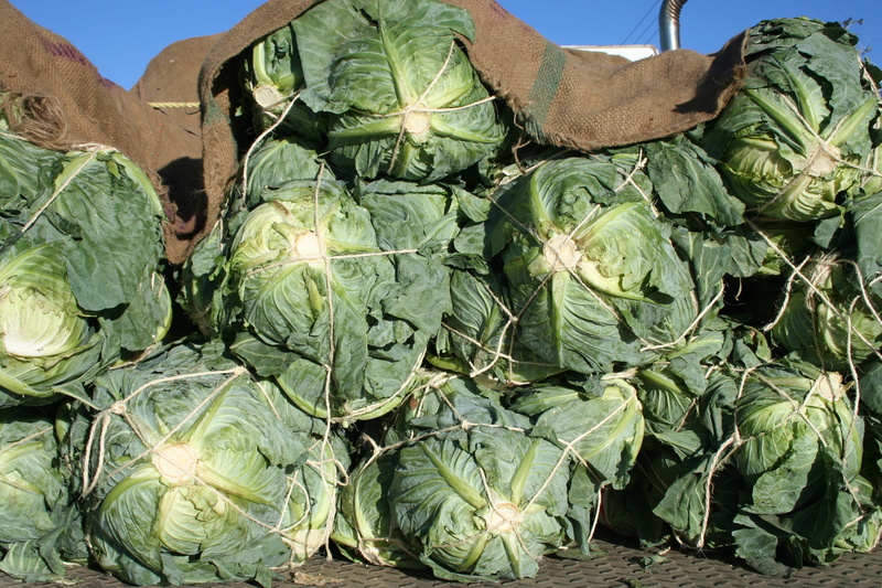 nature, rural scene, south, abundance, freshness, wellbeing, food, vegetable, landscape, agriculture, healthy eating, cabbage, leaf, no people, land, forest