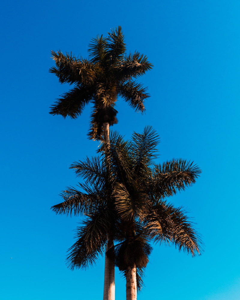 clear sky, low angle view, tree trunk, tranquility, palm leaf, beauty in nature, tall - high, tropical tree, growth, no people, blue, tropical climate