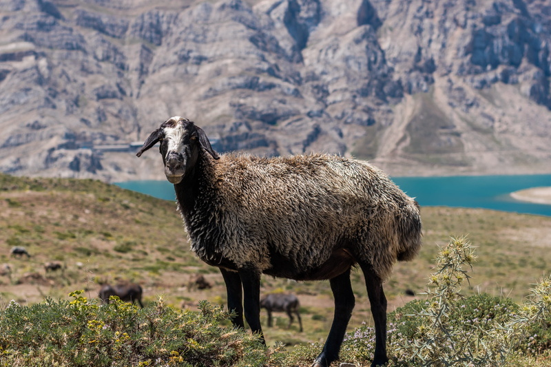 environment, mountain range, mammal, sheep, full length, focus on foreground, animal, nature, 2K, hiking, herbivorous, mountain, animal wildlife, lake