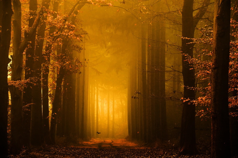 Golden light, bird, autumn, Lars van de Goor, road, 1080P, photographer, nature, morning