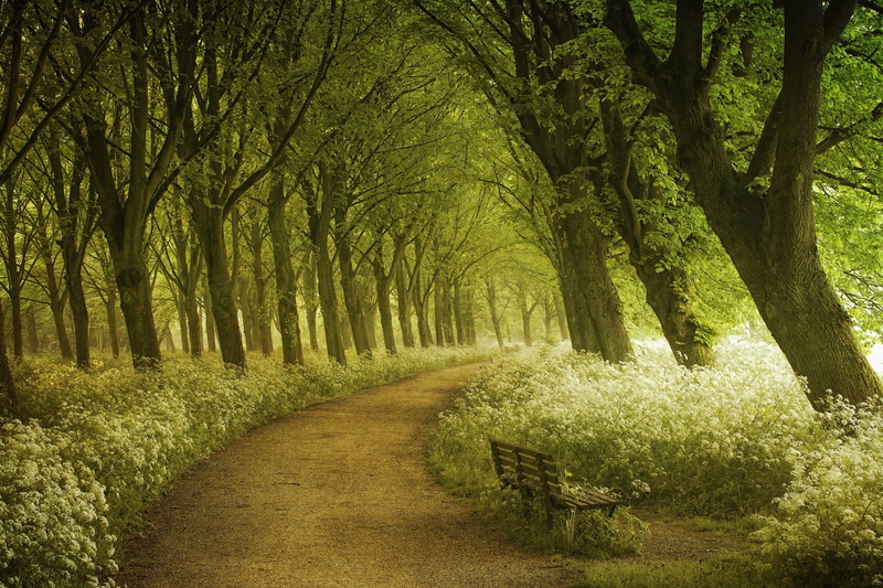 spring, summer, 1080P, leafed, light, forest, Lars van de Goor, shop, Amsterdam, track, green, trees, photographer, path