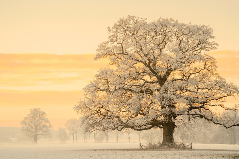 1080P, oak, haze, snow, morning, Germany, winter, light, Lars van de Goor, nature, photographer, tree