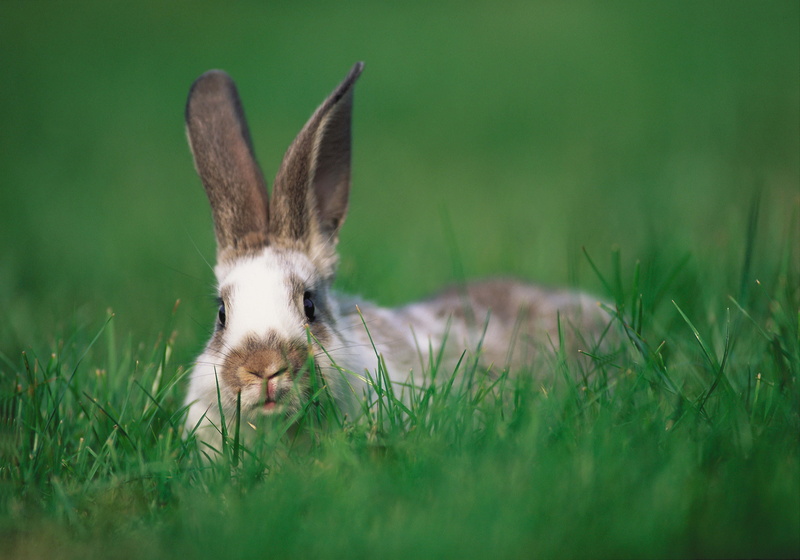 springtime, field, mammal, day, grass, pets, growth, grey, hide and seek, domestic, 5K, meadow, rabbit, cute, animal Ear, green Color, young Animal, animal
