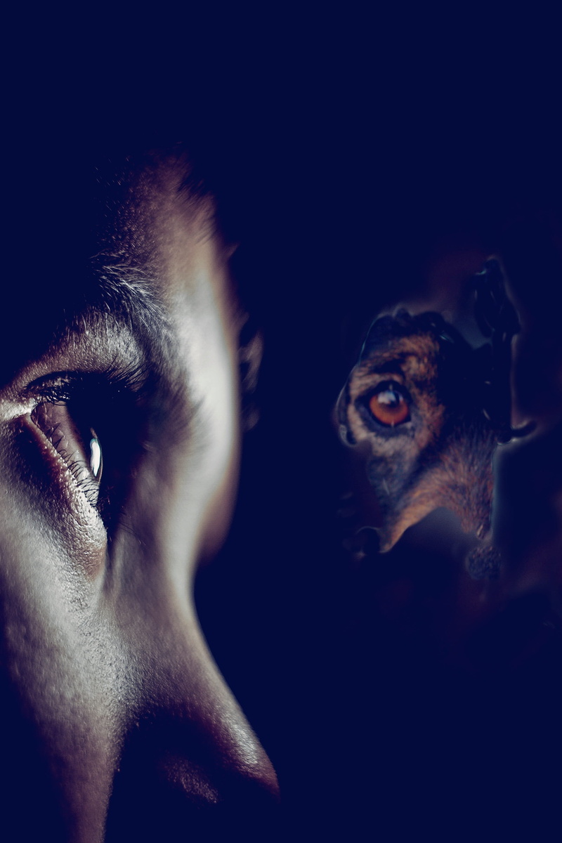 seek, digital composite, real people, hide, boy, indoors, young adult, human face, human eye, Seek, dark, child, people, 2K, animal, body part, human body part