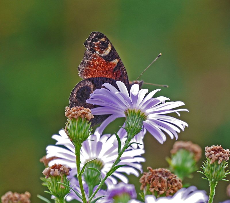 flowering plant, peacock butterfly, animal themes, animal Wing, growth, back light, asters, fragility, no people, flower head, butterfly - Insect, nature
