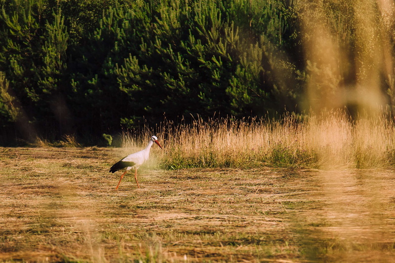 animals in the wild, lake, outdoors, forest, trees, seeking, hay, beauty in nature, grain, flying, bird, dinner, one animal, stork, grass, food, looking