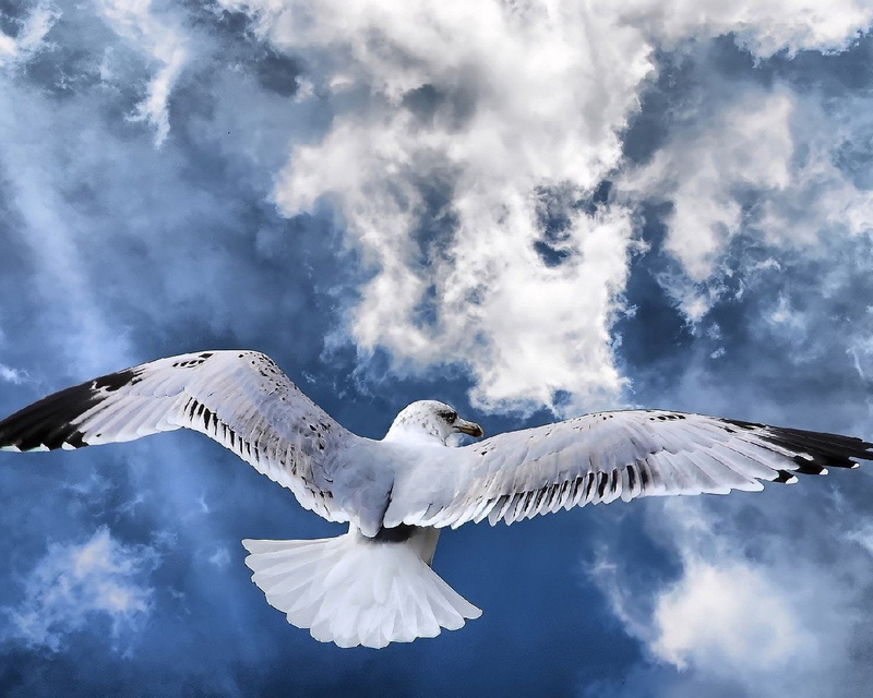 720P, Birds, Albatross