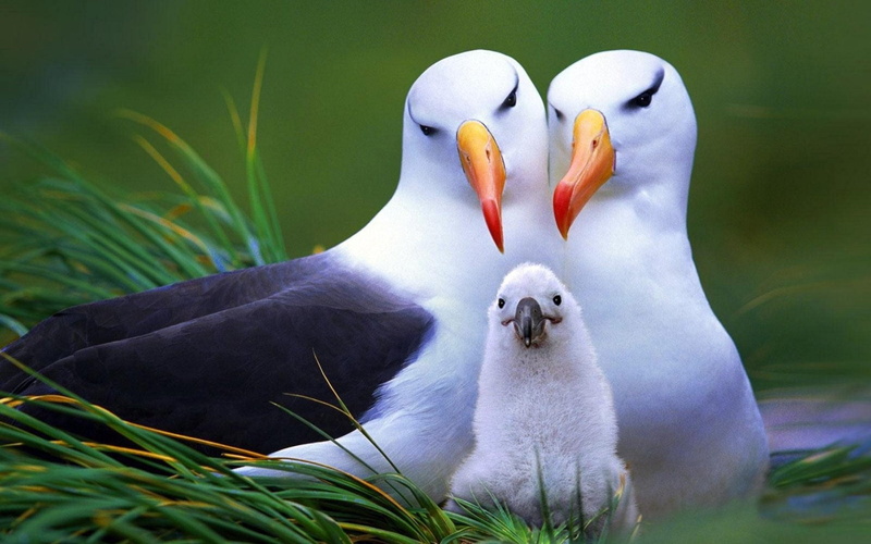 Birds, 1080P, Albatross