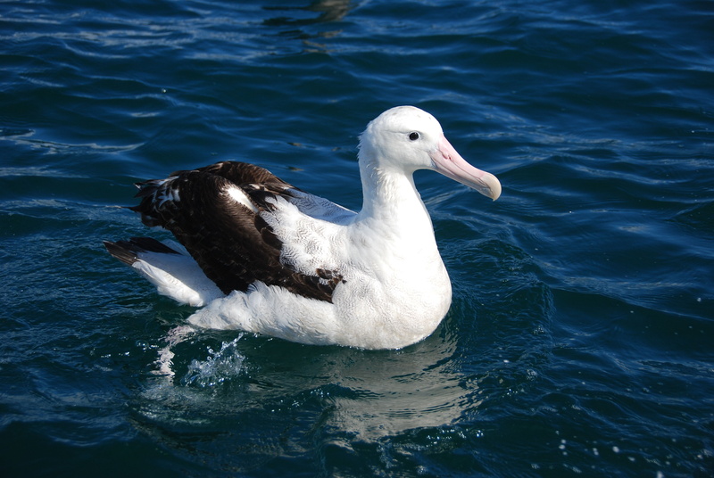 day, outdoors, blue, animal, bird, long, feathers, animal wildlife, wildlife, white color, seagull, sit, beak, one Animal, feather, 4K, brown, sea, nature
