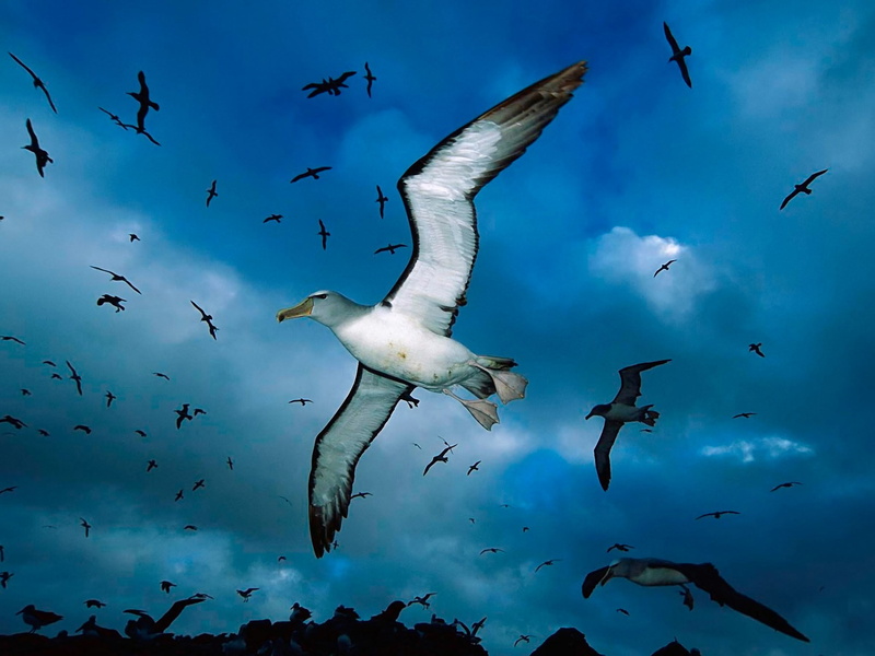 underwater, animal, mid-air, nature, marine, water, bird, group of animals, 1080P, sea life, blue, sky, animals in the wild, seagull, flock of birds, undersea