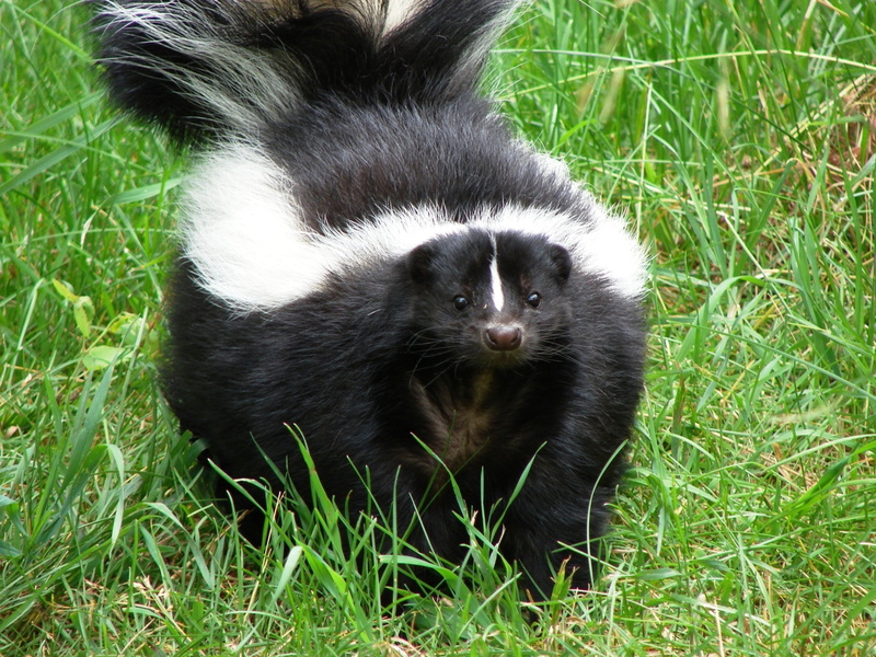vertebrate, small, young animal, animals in the wild, black color, mammal, black, looking, pets, cute, plant, day, thick, green Color, outdoors, animal