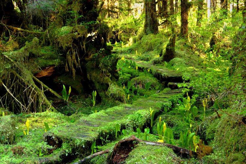 woods, landscape, trail, environment, scenics - nature, plant, non-urban scene, tranquil scene, forest, foliage, green color, day, lush foliage, growth