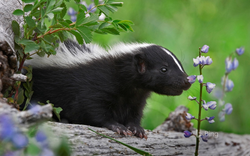 close-up, outdoors, plant part, vertebrate, 1080P, animals in the wild, animal, beauty in nature, growth, one animal, skunk, animal wildlife, day, desktop