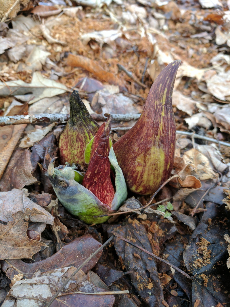 skunk cabbage, focus on foreground, close-up, sprouting, change, 4K, day, land, leaves, leaf, nature, dry, field, plant part, falling, plant, autumn, growth