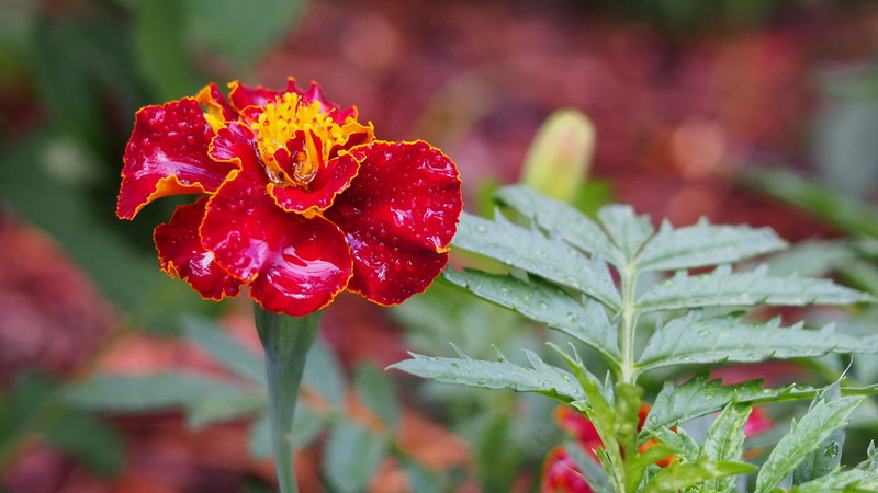 red, nature, Macro, 4K, freshness, focus on foreground, growth, Blooms, bloom, rosa, Skunk, day, outdoors, inflorescence, green Color, plant, leaf, dew