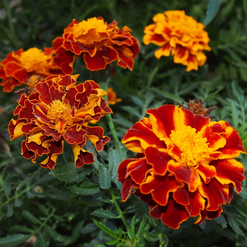 Nature, garden, plant part, no people, vulnerability, growth, blooms, close-up, fragility, petal, leaf, flower, lantana, outdoors, 1080P, day, marigold