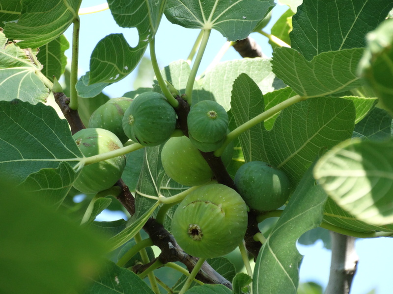 figs, nature, leaf, healthy eating, fruits, growth, ripe, low angle view, no people, plant part, plant, freshness, food and drink, fruit, outdoors, 5K