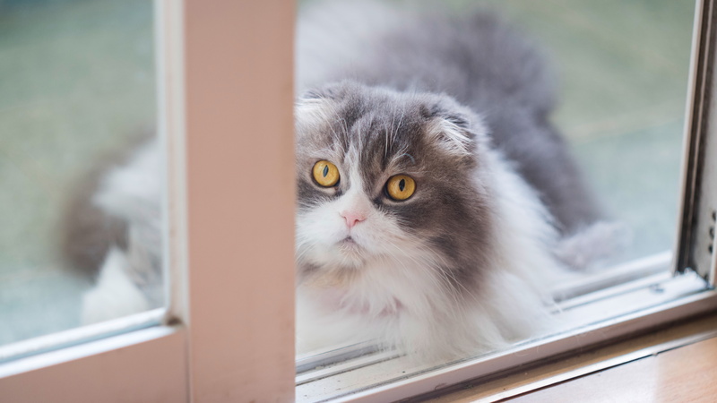 8K, window, light, smoky, fluffy, grey, fold, cat, muzzle, Scottish, look, portrait, yellow eyes, background