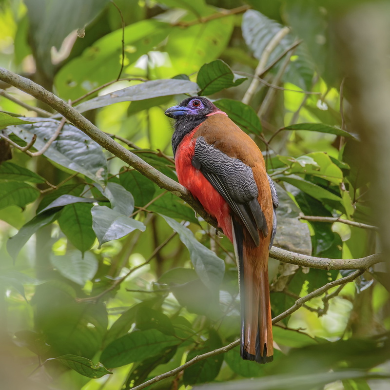 beauty in nature, malaysia birds, perching, tree, nature, bite the roadrunner, no people, selective focus, animals in the wild, 4K, one animal, day, animal