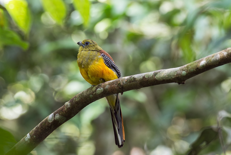 nature, beauty in nature, no people, animal themes, tree, animal wildlife, bite the roadrunner, malaysia birds, vertebrate, 5K, yellow, plant, zoology