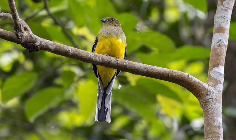 malaysia birds, tree, vertebrate, yellow, 5K, forest, bite the roadrunner, animal wildlife, rainforest, outdoors, perching, green color, branch, tropical rainforest