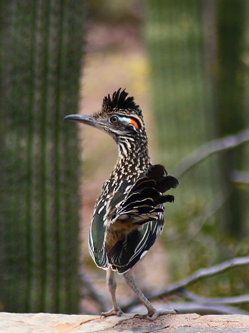 animal, side view, close-up, animal wildlife, vertebrate, feathered, white, animals in the wild, one animal, looking, no people, road-runner, desert, black