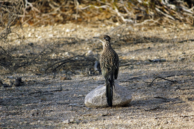 animal themes, nature, no people, predator, chaparral, usa, outdoors, california, wildlife, rock, 1080P, rock - object, sunlight, bird, perched, joshua tree national park