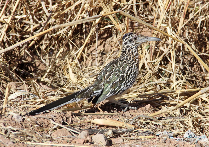 perching, vertebrate, plant, southwest, roadrunner, nature, bird, animals in the wild, close-up, dry, field, one animal, feathers, runner, young animal