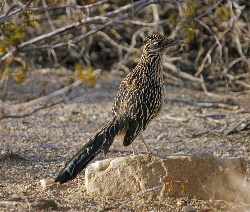 fast, portrait, predator, falcon - bird, full length, animal, outdoors, day, no people, chaparral, animal themes, rock - object, looking away, rock, animal wildlife
